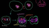 Mitosis | División celular | Biología | Khan Academy en Español