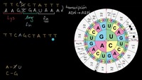 Impacto de las mutaciones en la traducción a aminoácidos | Khan Academy en Español