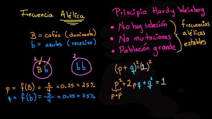 Ecuación de Hardy Weinberg | Biología | Khan Academy en Español