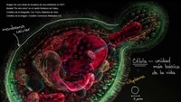 Introducción a la célula | Khan Academy en Español