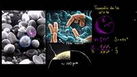 El tamaño de la célula | La estructura de una célula | Biología | Khan Academy en Español