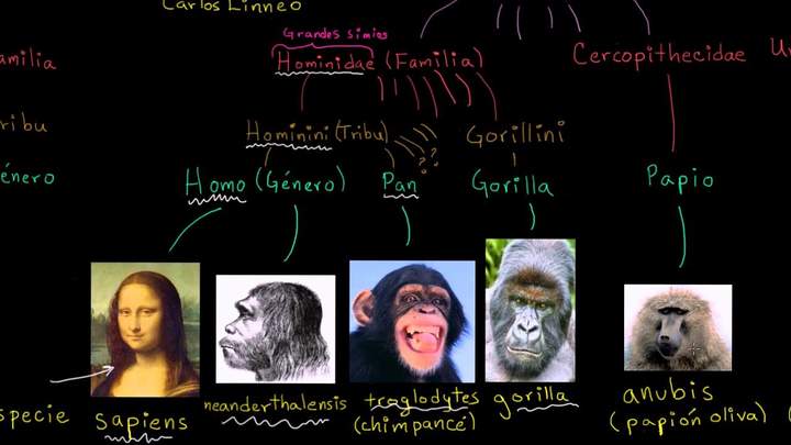 Taxonomía y el árbol de la vida | Herencia y evolución | Biología | Khan Academy en Español