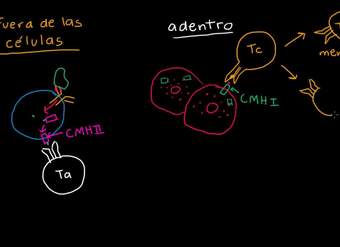 Las células T citotóxinas y los complejos MHC I | Biología | Khan Academy en Español
