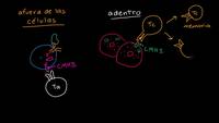 Las células T citotóxinas y los complejos MHC I | Biología | Khan Academy en Español