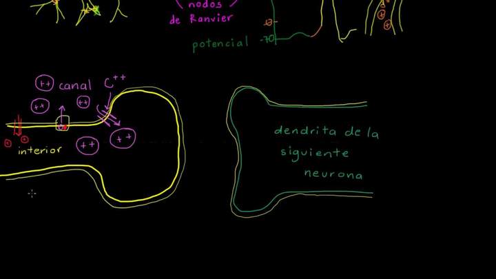 Sinapsis neuronal | Biología humana | Biología | Khan Academy en Español