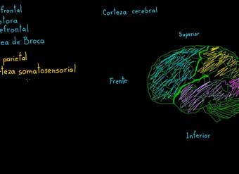 Revisión de las funciones de la corteza cerebral | Biología | Khan Academy en Español