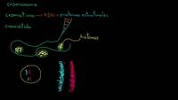 Cromosomas, cromátidas, cromatina, etc. | División celular | Biología | Khan Academy en Español