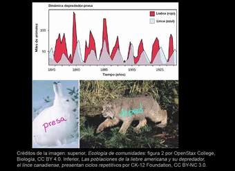 Ciclos depredador-presa | Ecología | Biología | Khan Academy en Español