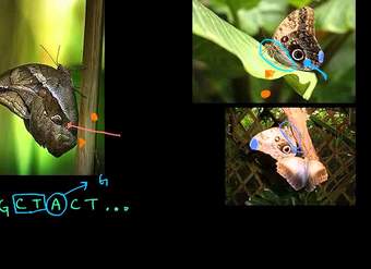Selección natural y la mariposa búho | Herencia y evolución | Biología | Khan Academy en Español