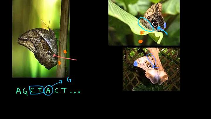 Selección natural y la mariposa búho | Herencia y evolución | Biología | Khan Academy en Español
