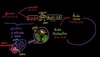 Ciclo de Krebs o del ácido cítrico | Respiración celular | Biología | Khan Academy en Español
