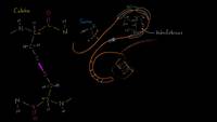 Estructura terciaria de las proteínas | Macromoléculas | Biología | Khan Academy en Español