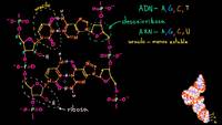 Estructura molecular del ARN | Macromoléculas | Biología | Khan Academy en Español