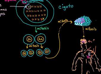Diferenciación del cigoto en células somáticas y germinales | Biología | Khan Academy en Español