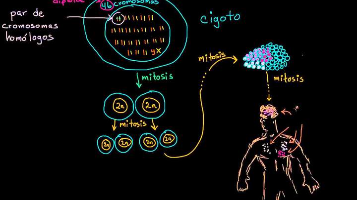 Diferenciación del cigoto en células somáticas y germinales | Biología | Khan Academy en Español