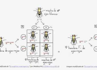 Thomas Hunt Morgan y las moscas de la fruta | Biología | Khan Academy en Español