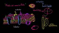 Estructura de la membrana celular: modelo del mosaico fluido | Biología | Khan Academy en Español