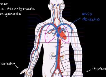 El sistema circulatorio y el corazón | Biología humana | Biología | Khan Academy en Español