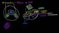 Mitocondria | La estructura de una célula | Biología | Khan Academy en Español