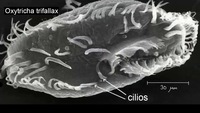 Introducción a los cilios, flagelos y seudópodos | Khan Academy en Español