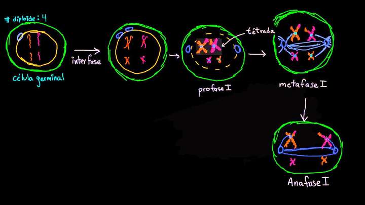 Fases de la meiosis I | División celular | Biología | Khan Academy en Español