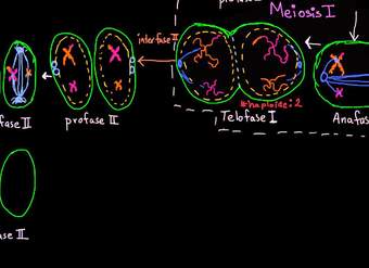 Fases de la meiosis II | División celular | Biología | Khan Academy en Español