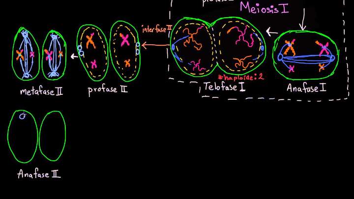 Fases de la meiosis II | División celular | Biología | Khan Academy en Español