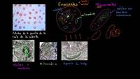 Células procariontes y eucariontes | Biología | Khan Academy en Español